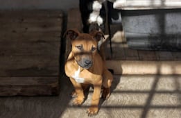 Se rescataron 3 mil 974 animales en Querétaro