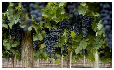 El 17 de abril es el Día Mundial de Malbec