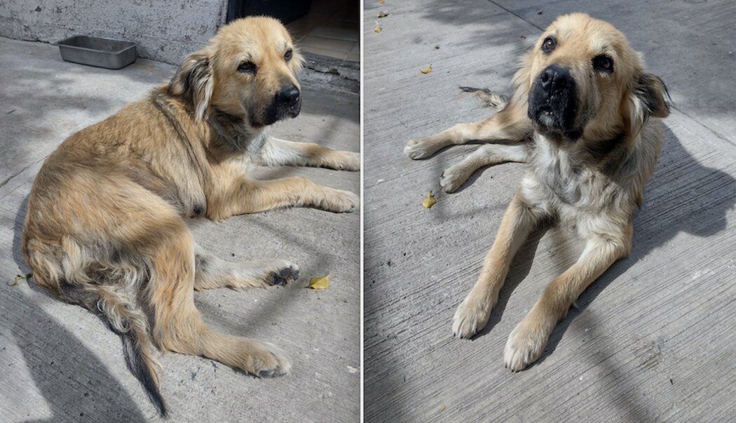 Terminan los novios y la echan a la calle en Querétaro; busca una nueva familia