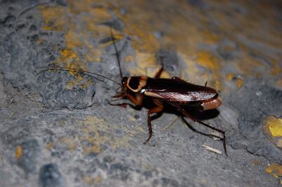 Drenaje antiguo y plagas, un riesgo para los restaurantes de Querétaro