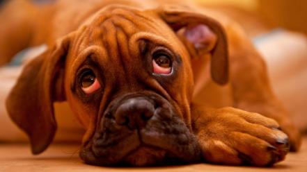Cómo el rostro de los perros evolucionó para enternecer a los seres humanos
