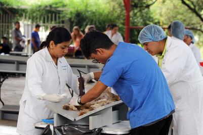 Exigen sancionar a veterinarios sin título