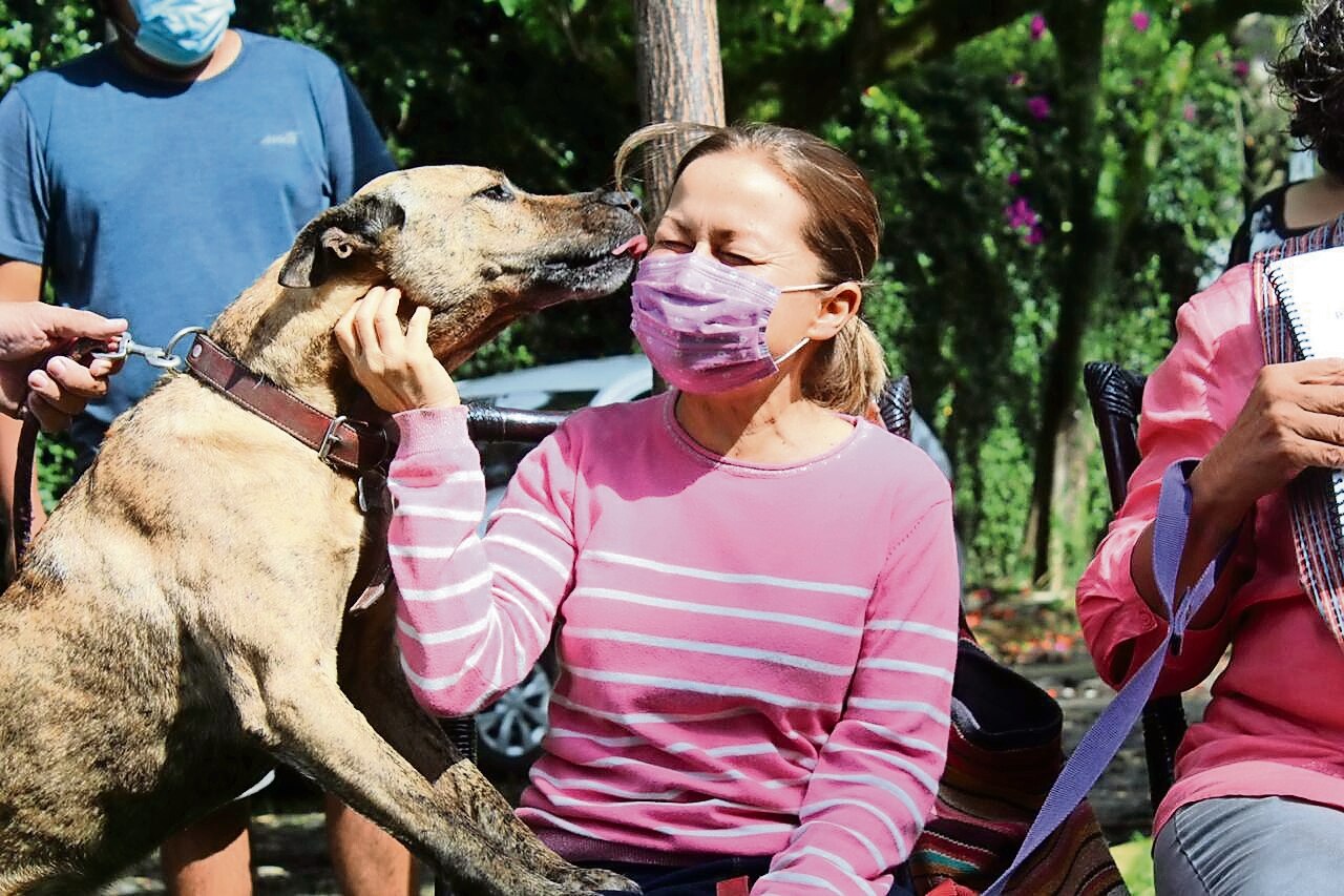 Confinamiento ocasiona obesidad a las mascotas