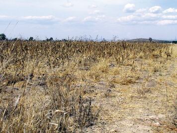 Alerta en Tolimán por sequía