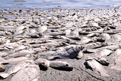 Analizan agua de El Nabo para descartar contaminación