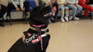 Caninoterapia en el CRIQ, en favor de menores 