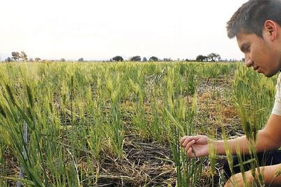 UAQ desarrolla trigo genéticamente mejorado