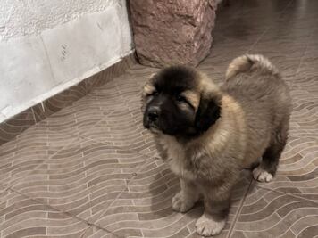 Buscan al perrito "Bomboncito" en Corregidora; se extravió el 16 de abril