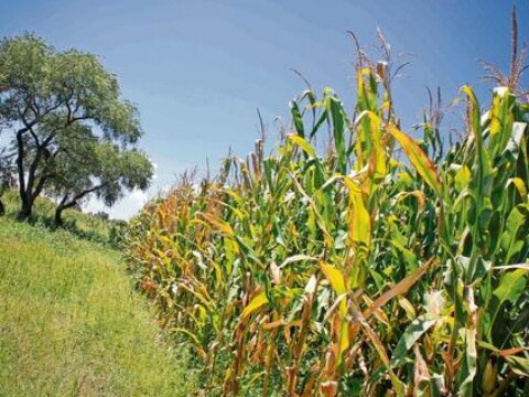 Alertan a productores por saqueo a cultivos 