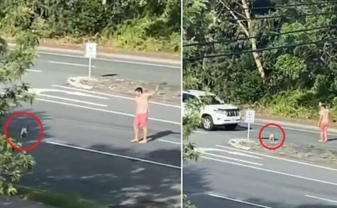 Hombre detiene el tráfico para que un koala pueda cruzar la carretera en Australia