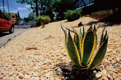 Remozan áreas verdes de la UAQ