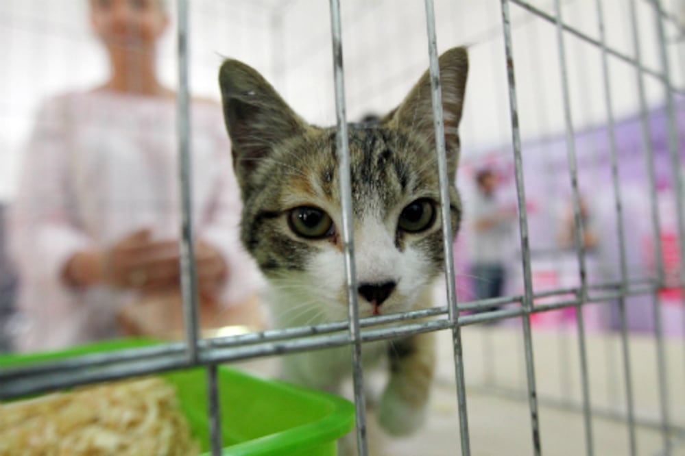 Festival Gatuno promueve la adopción y cuidado