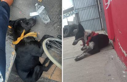 Dos lomitos caminaron de Querétaro al Tepeyac; les llamaron los perritos peregrinos