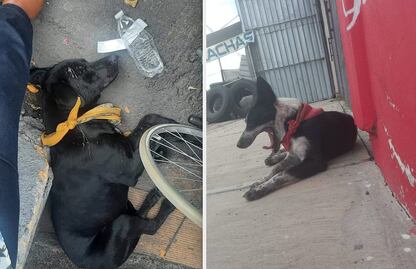 Dos lomitos caminaron de Querétaro al Tepeyac; les llamaron los perritos peregrinos