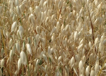 Aumentar 43% granos y forrajes, en 2013