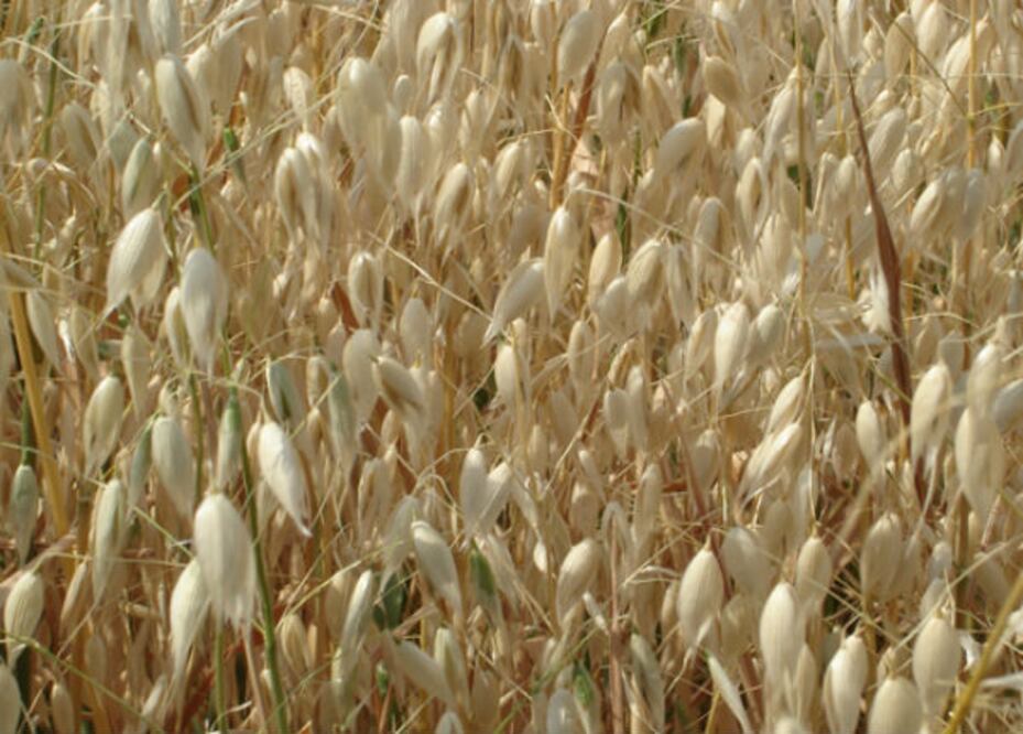  Aumentar 43% granos y forrajes, en 2013