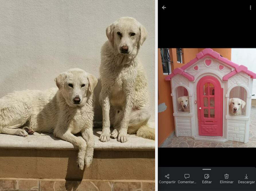 Lomitos buscan casa en Querétaro