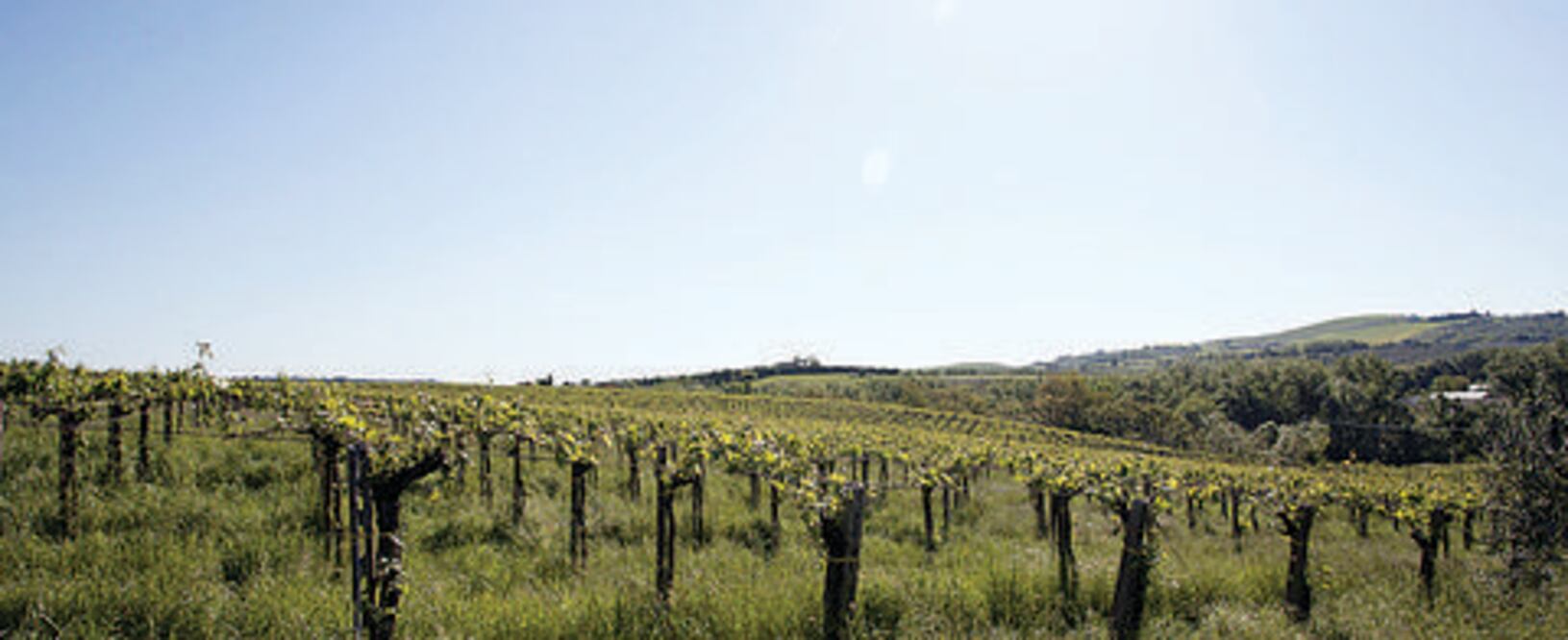 Expresiones del Montepulciano