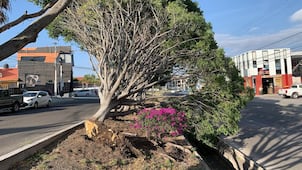 Protección Civil alerta por riesgo de caída de árboles y espectaculares ante fuertes vientos en Querétaro