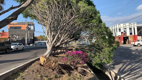 Protección Civil alerta por riesgo de caída de árboles y espectaculares ante fuertes vientos en Querétaro
