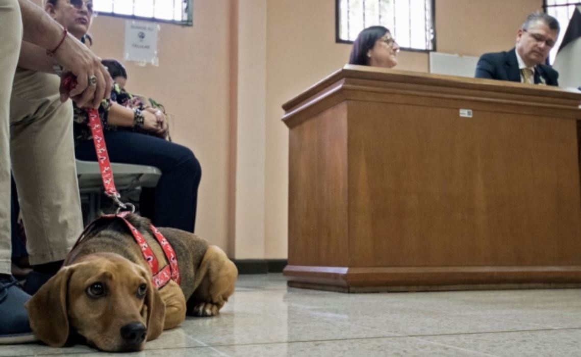 “Campeón”, el perro que busca justicia en Costa Rica tras sufrir maltrato