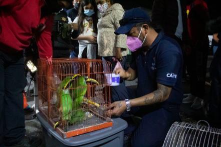 Hallan 6 tucanes en tianguis de Querétaro en pleno Día de Reyes  