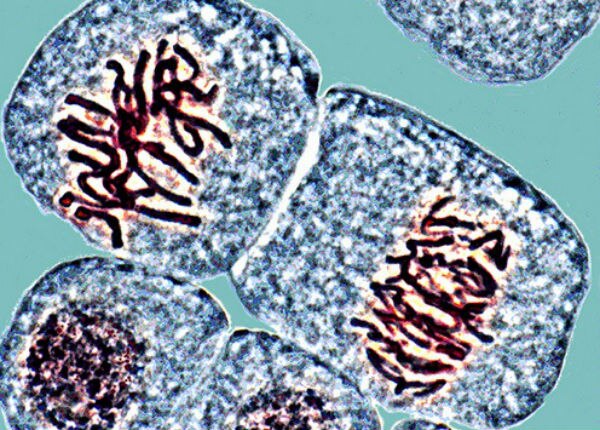 Construirán banco de semen de puercos más grande de LA