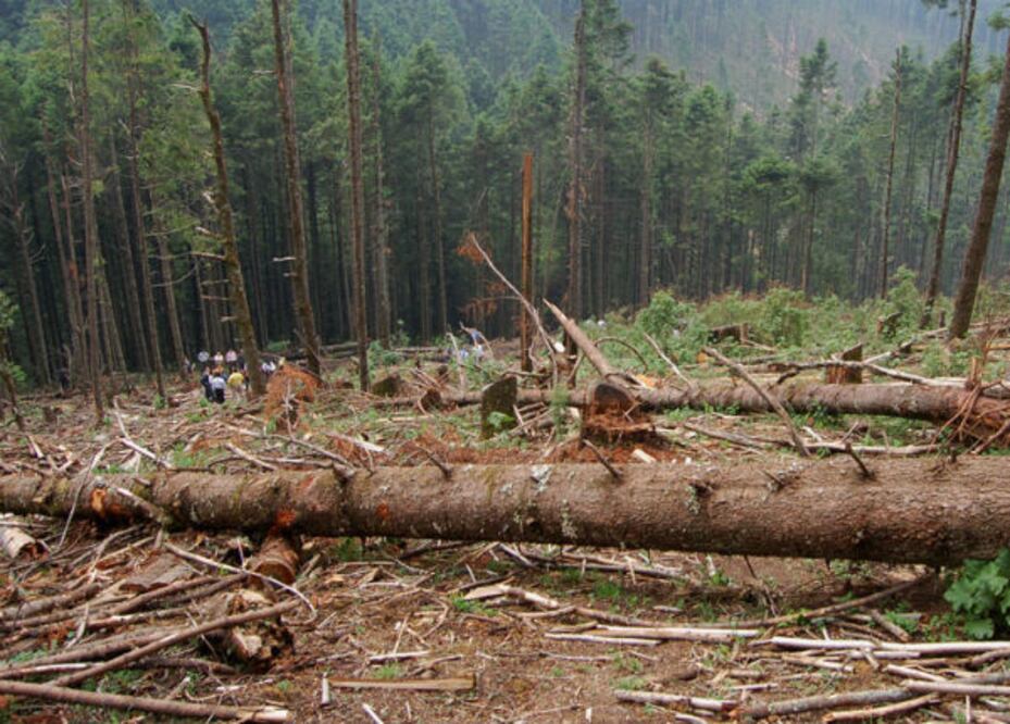 Evita PROFEPA tala clandestina