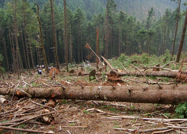 Evita PROFEPA tala clandestina