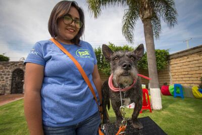 Dog Camp, una guardería para canes 