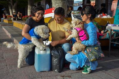 Perritos piden posada