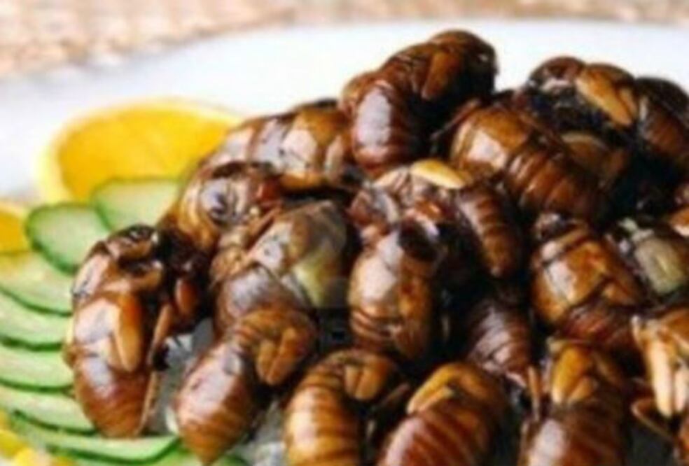 Platillos con cigarras y saltamontes mexicanos