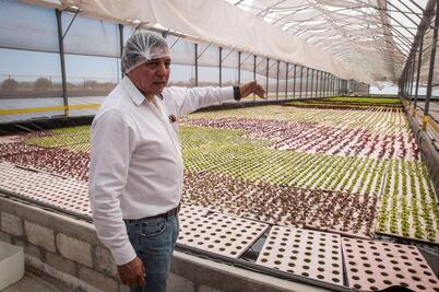 Lechugas. Agricultura protegida