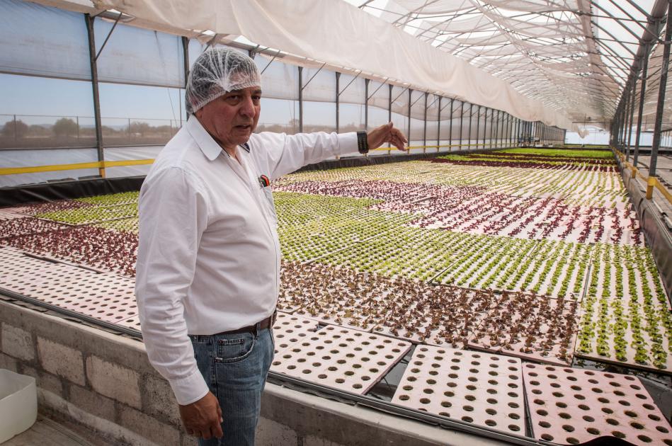 Lechugas. Agricultura protegida