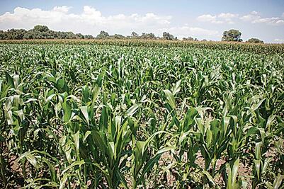 Solo 5% de apoyos  en zonas rurales: FIRA