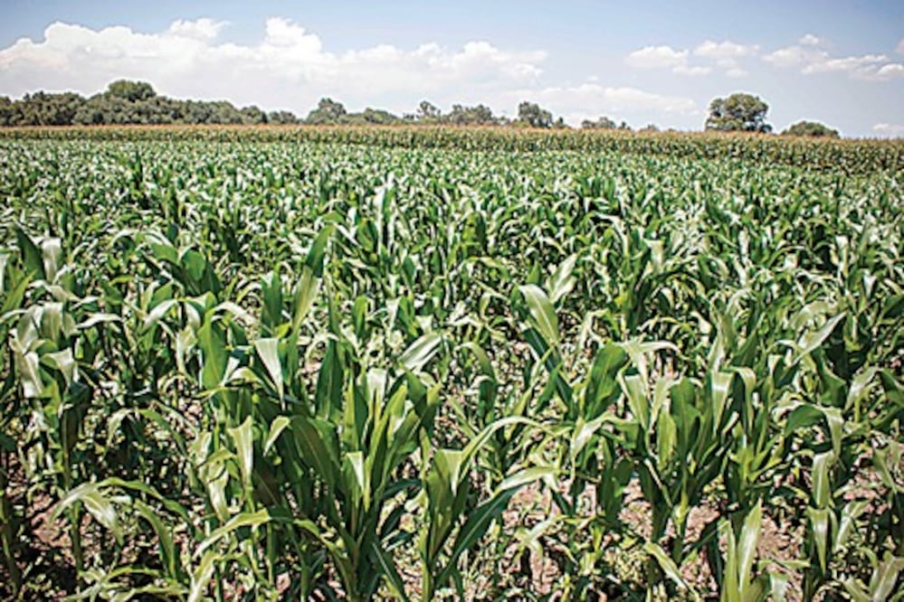 Solo 5% de apoyos  en zonas rurales: FIRA