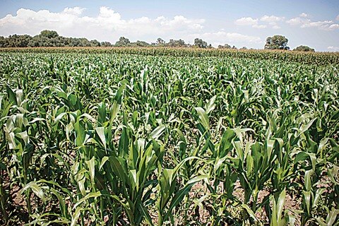 Solo 5% de apoyos  en zonas rurales: FIRA