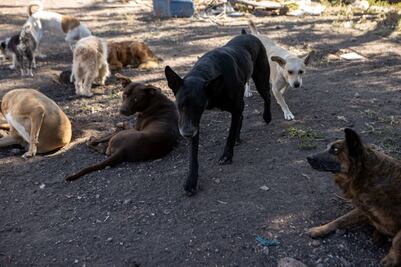 Buscan frenar el abandono de lomitos 