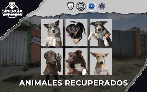 Rescatan 32 perros en condiciones de maltrato, en un cateo realizado en San Juan del Río