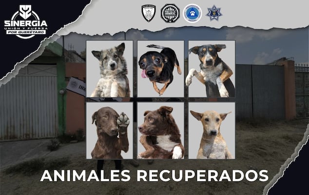 Rescatan 32 perros en condiciones de maltrato, en un cateo realizado en San Juan del Río