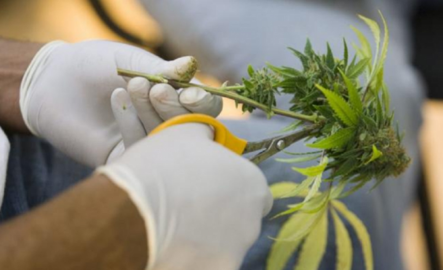 Autorizan uso de marihuana en productos naturistas