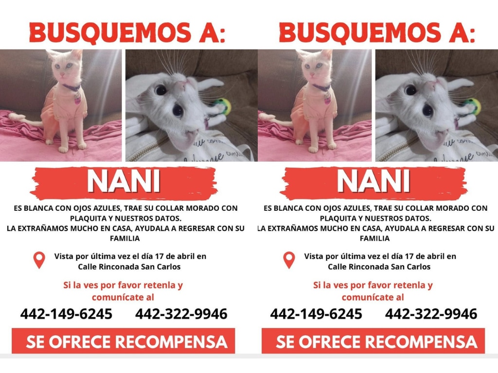 Buscan a la gatita Nani en Querétaro; fue vista por última vez el 17 de abril