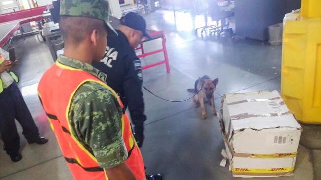 Decomisan militares 12 kilos de marihuana