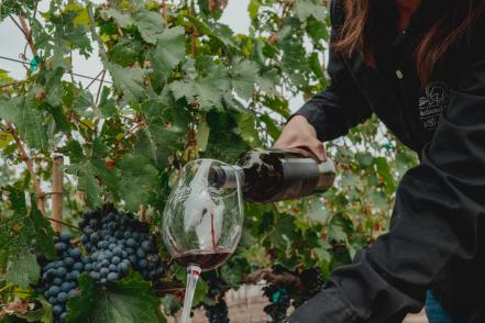 Vendimias de Querétaro. Calendario para disfrutar las fiestas de vino en 2022