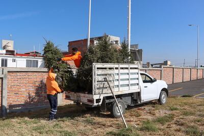 Abre Corregidora centros de acopio de pinos navideños