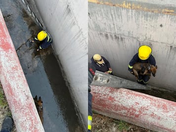 Rescatan a un perrito que cayó en un dren en Querétaro
