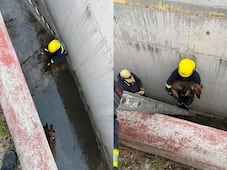 Rescatan a un perrito que cayó en un dren en Querétaro