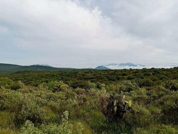 Morena detiene protección de Peña Colorada, acusan
