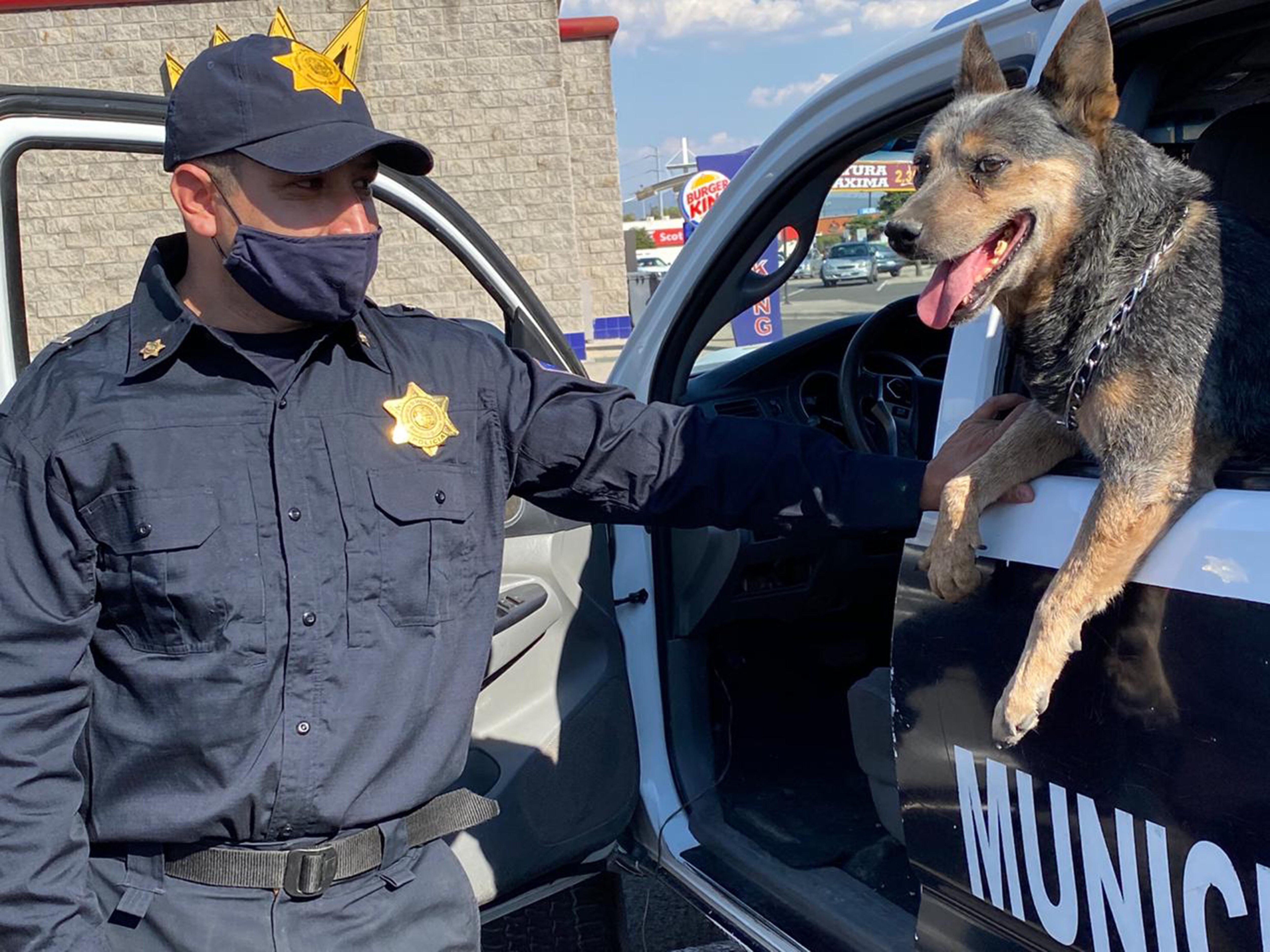 Operativo canino. Policías municipales salvan a perrita en un dren