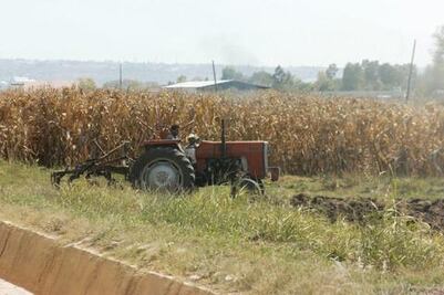 Pérdidas de hasta 25% por precio de maíz